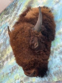 American Bison Rug Head For Table or Wall Display Taxidermy Mount