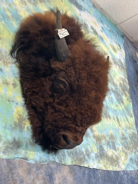 American Bison Rug Head For Table or Wall Display Taxidermy Mount