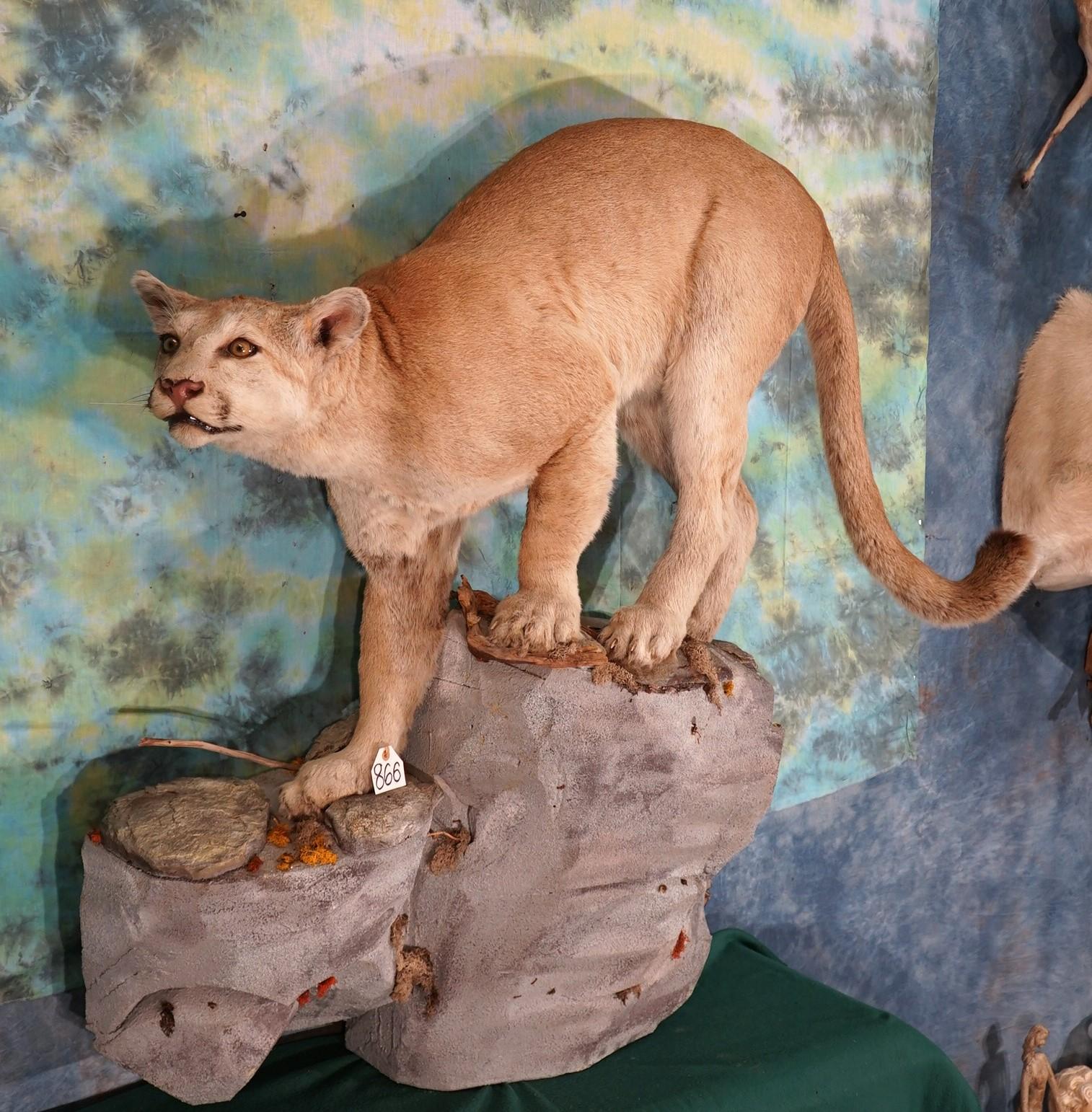 Mountain Lion Full Body Taxidermy Wall Mount