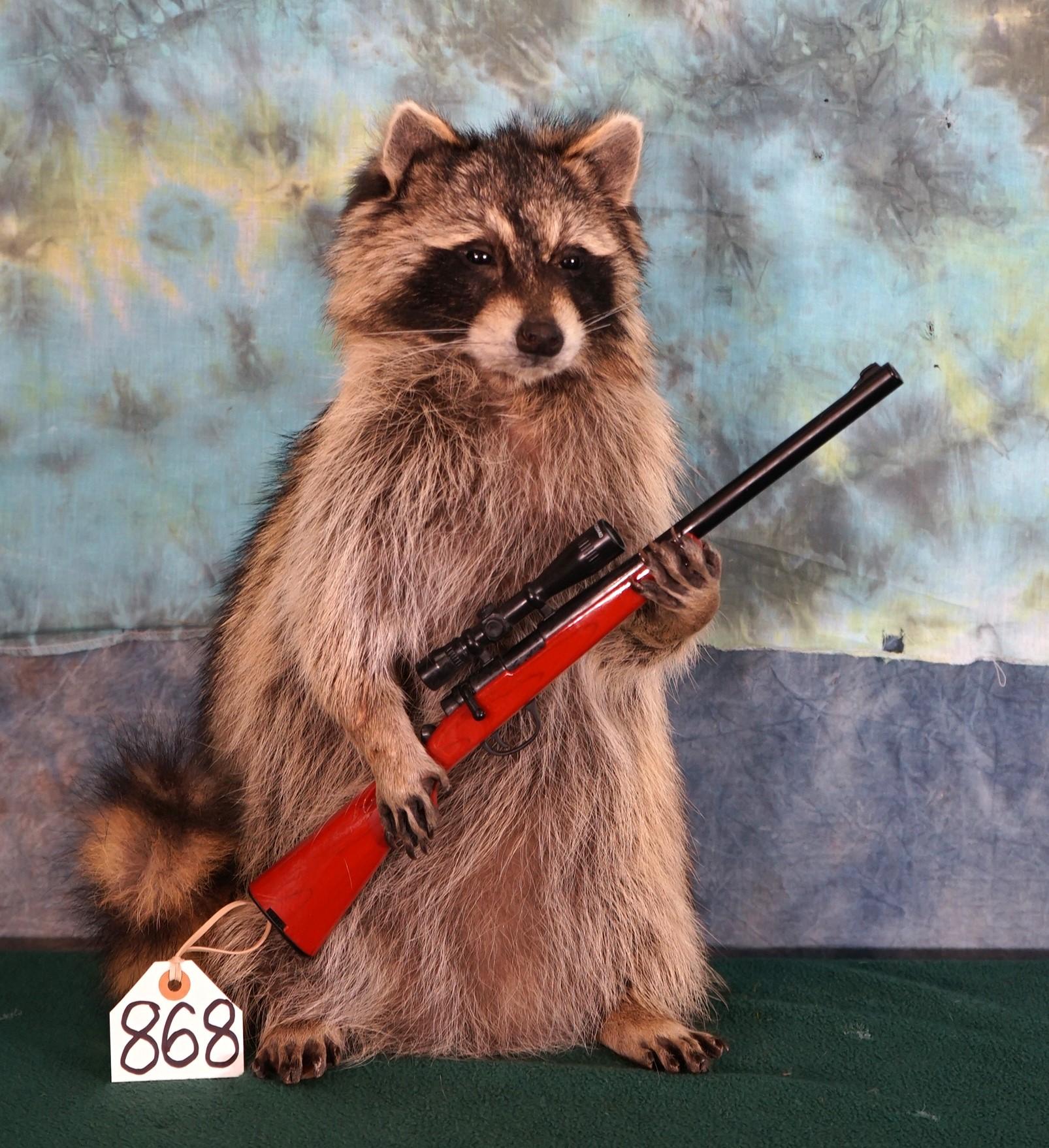 Full Body Raccoon Going Hunting Novelty Taxidermy Mount