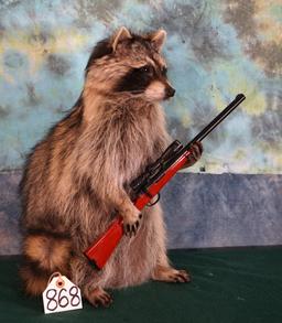 Full Body Raccoon Going Hunting Novelty Taxidermy Mount