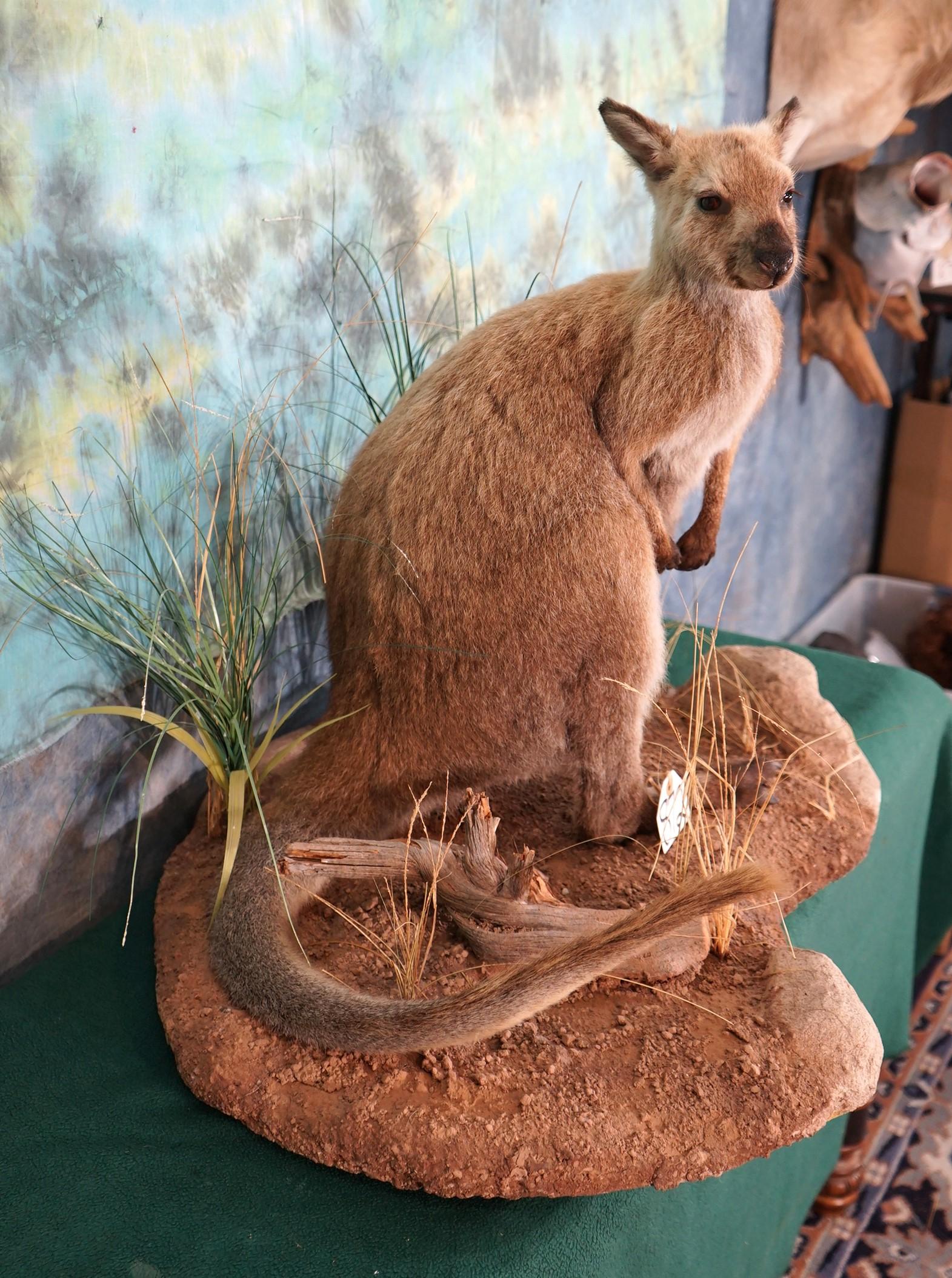 Wallaby Full Body Taxidermy Mount