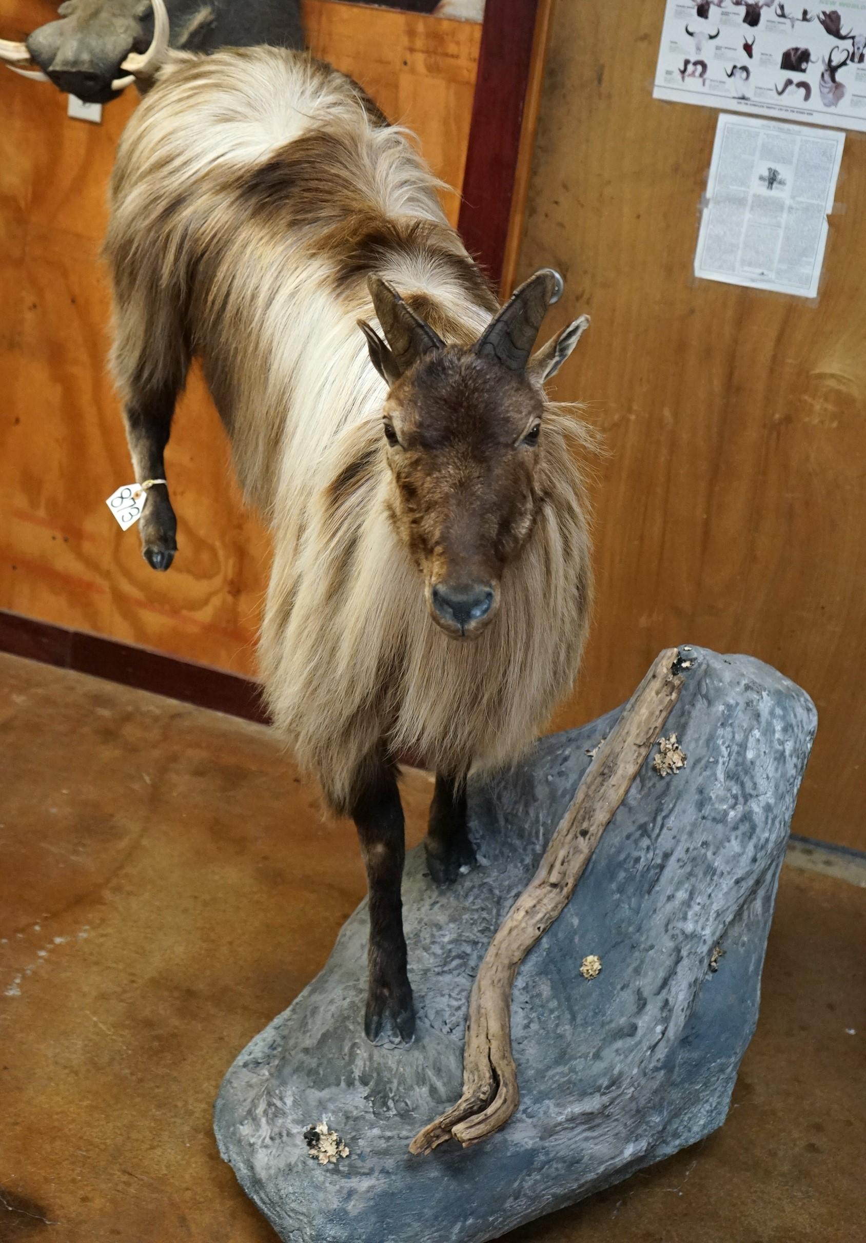 Himalayan Tahr Full Body in Habitat Taxidermy Mount