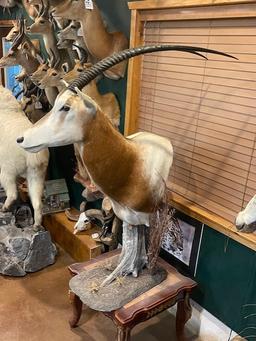 Scimitar Horned Oryx Shoulder Table Pedestal Taxidermy Mount