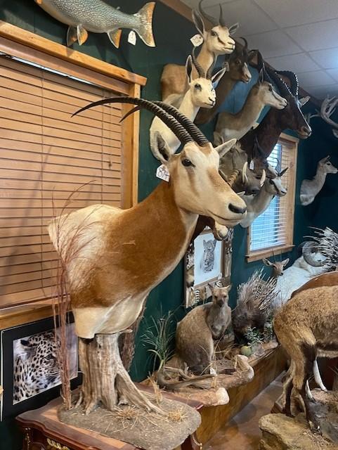 Scimitar Horned Oryx Shoulder Table Pedestal Taxidermy Mount