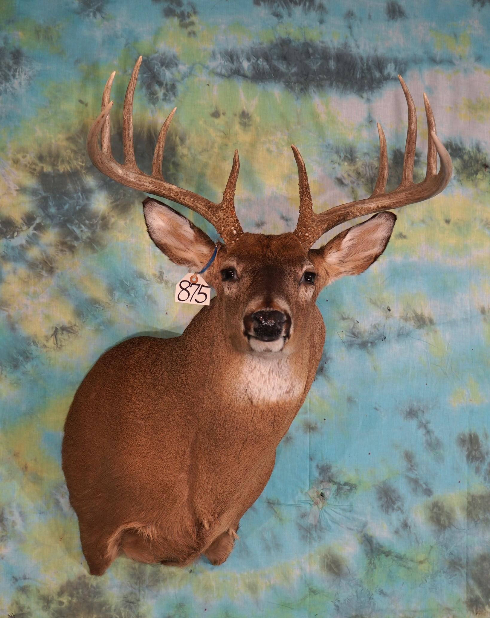 11pt. Whitetail Deer Shoulder Taxidermy Mount