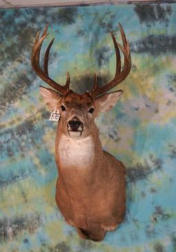 10pt. Whitetail Deer Shoulder Taxidermy Mount