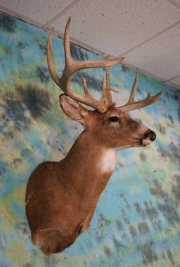 15pt. Northern Whitetail Deer Shoulder Taxidermy Mount