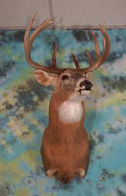 Nice 10pt. Wisconsin Whitetail Deer Shoulder Taxidermy Mount