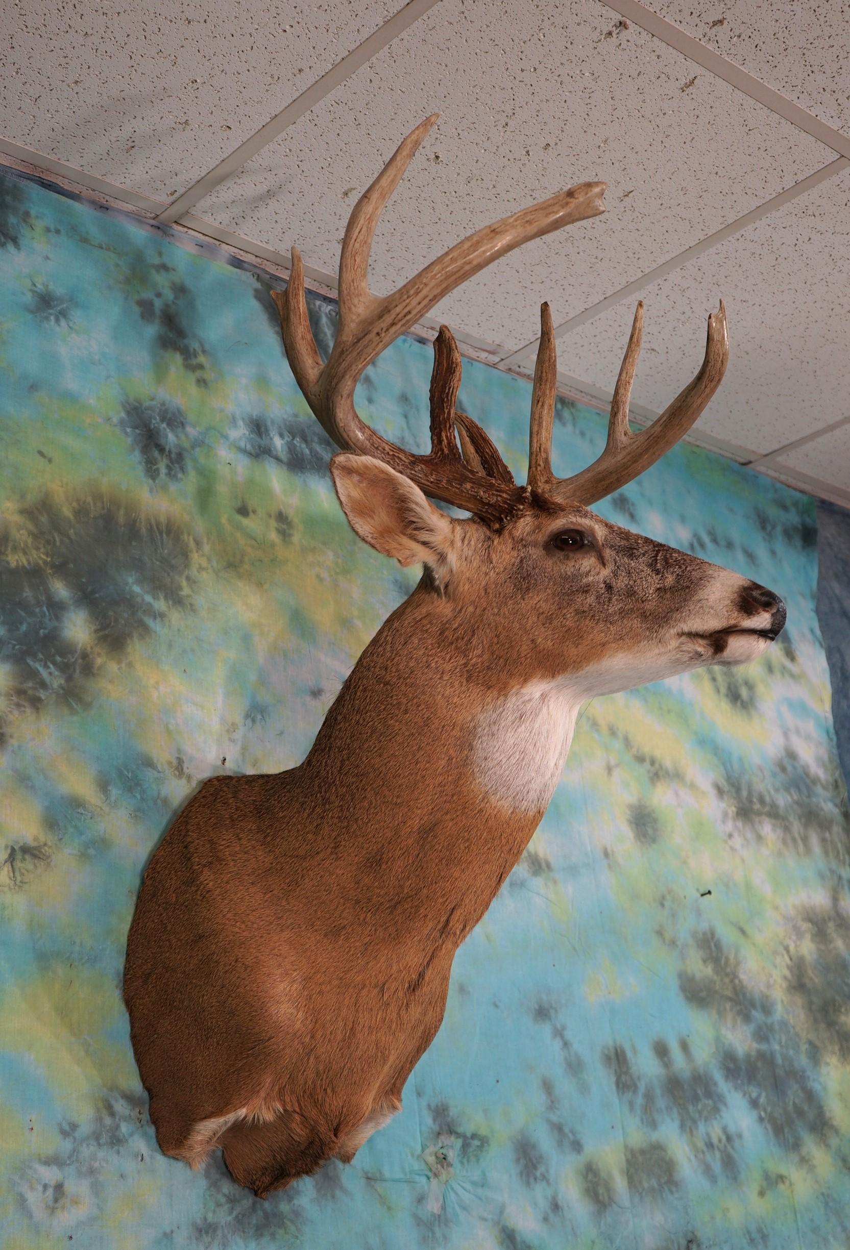 Nice 10pt. Wisconsin Whitetail Deer Shoulder Taxidermy Mount