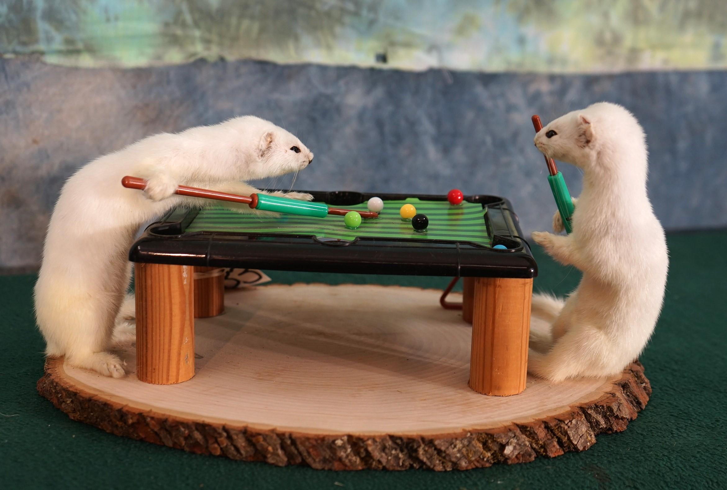 Two White Ermine Playing Pool Taxidermy Novelty Mount