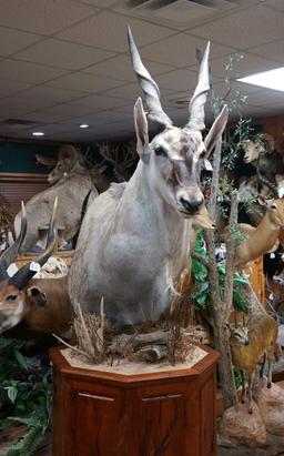 African Cape Eland Shoulder Floor Pedestal Taxidermy Mount