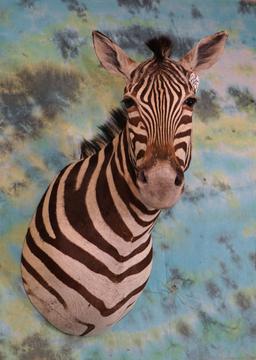 Beautiful African Zebra Shoulder Taxidermy Mount