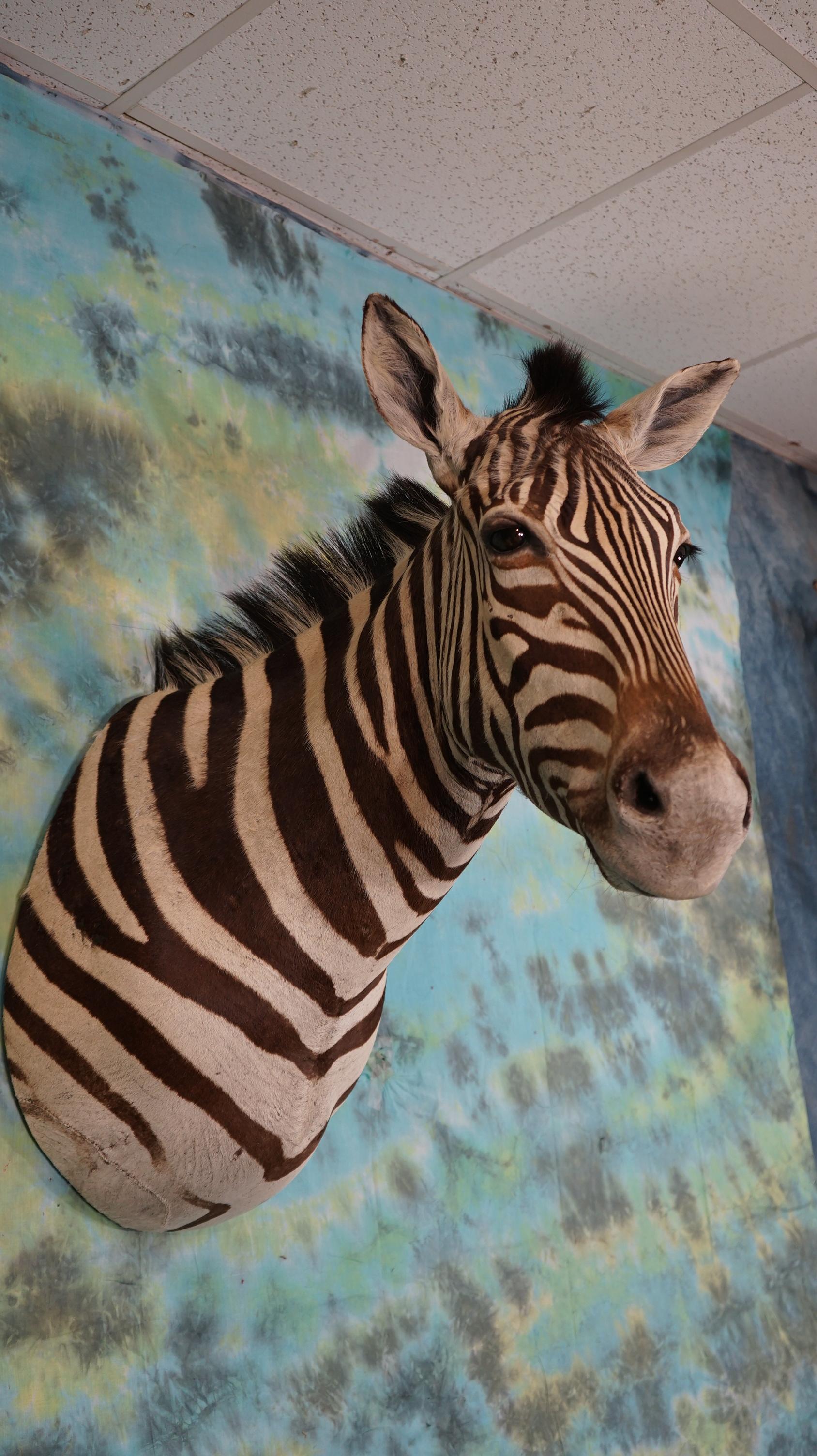 Beautiful African Zebra Shoulder Taxidermy Mount