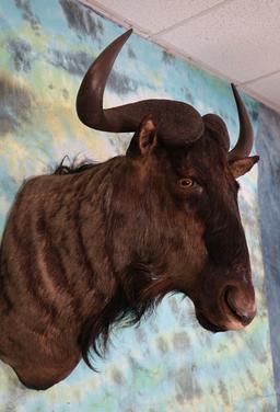 African Record Class Blue Wildebeest Shoulder Taxidermy Mount