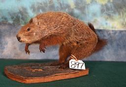 Full Body Woodchuck Taxidermy Mount