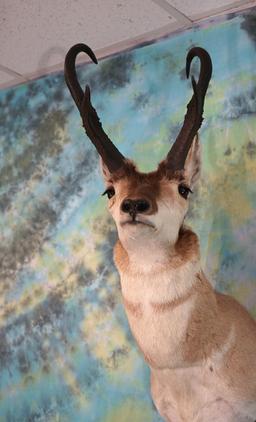 Boone & Crockett Pronghorn Antelope Shoulder Taxidermy Mount 84 Net All Time Book