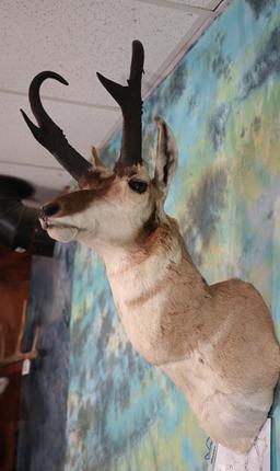 Boone & Crockett Pronghorn Antelope Shoulder Taxidermy Mount 84 Net All Time Book