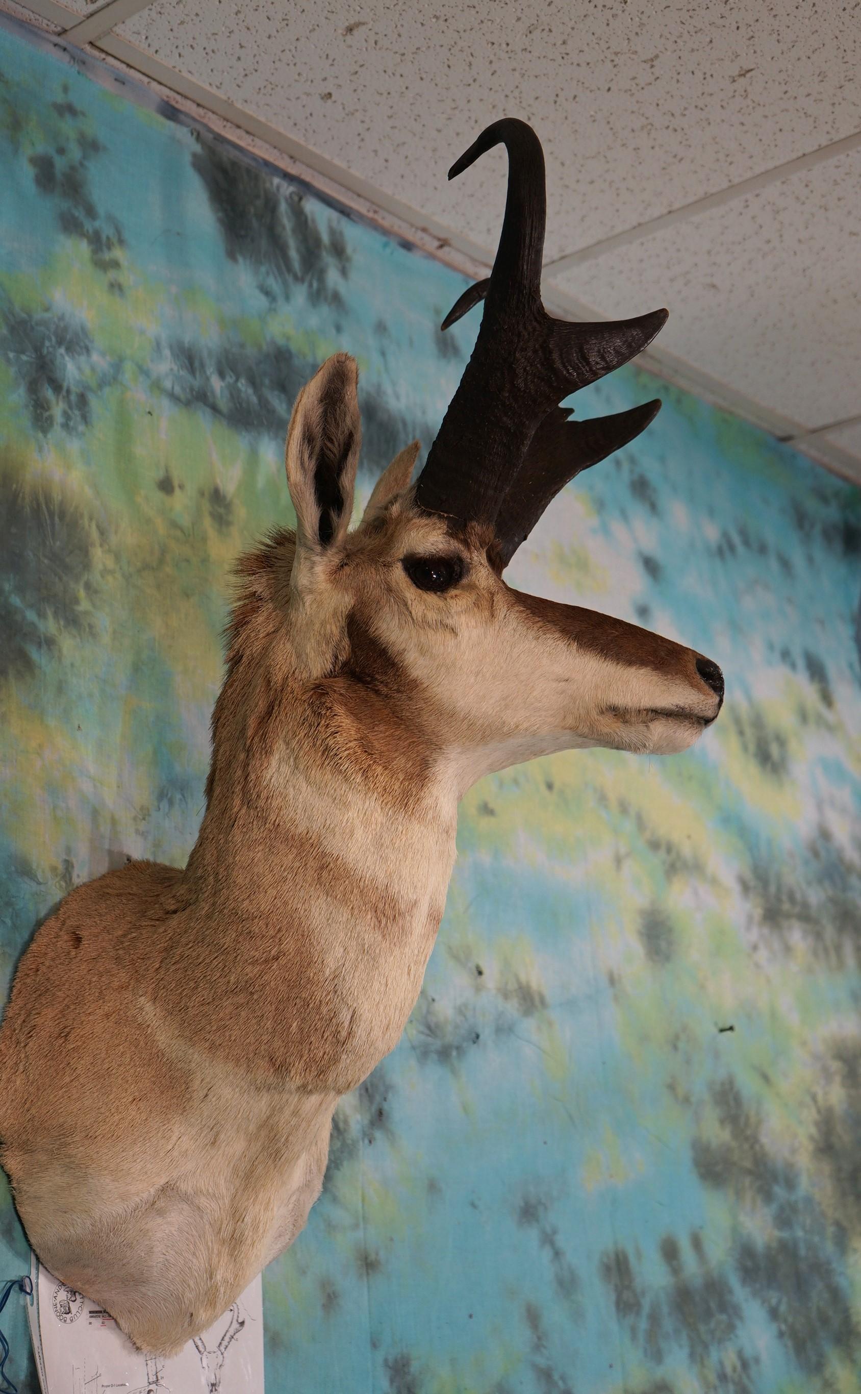 Boone & Crockett Pronghorn Antelope Shoulder Taxidermy Mount 84 Net All Time Book