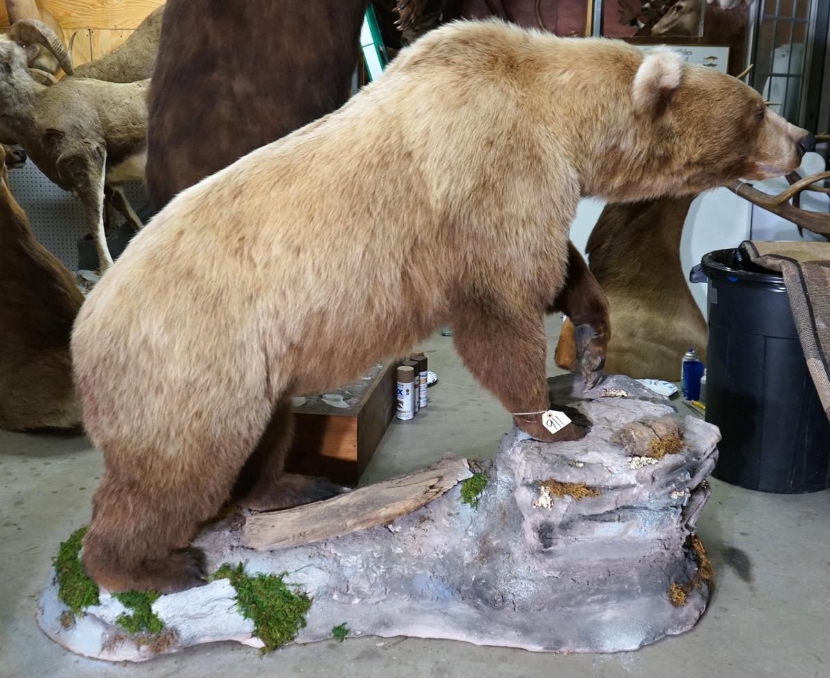 Full Body Walking Alaskan Brown Bear in Habitat Taxidermy Mount