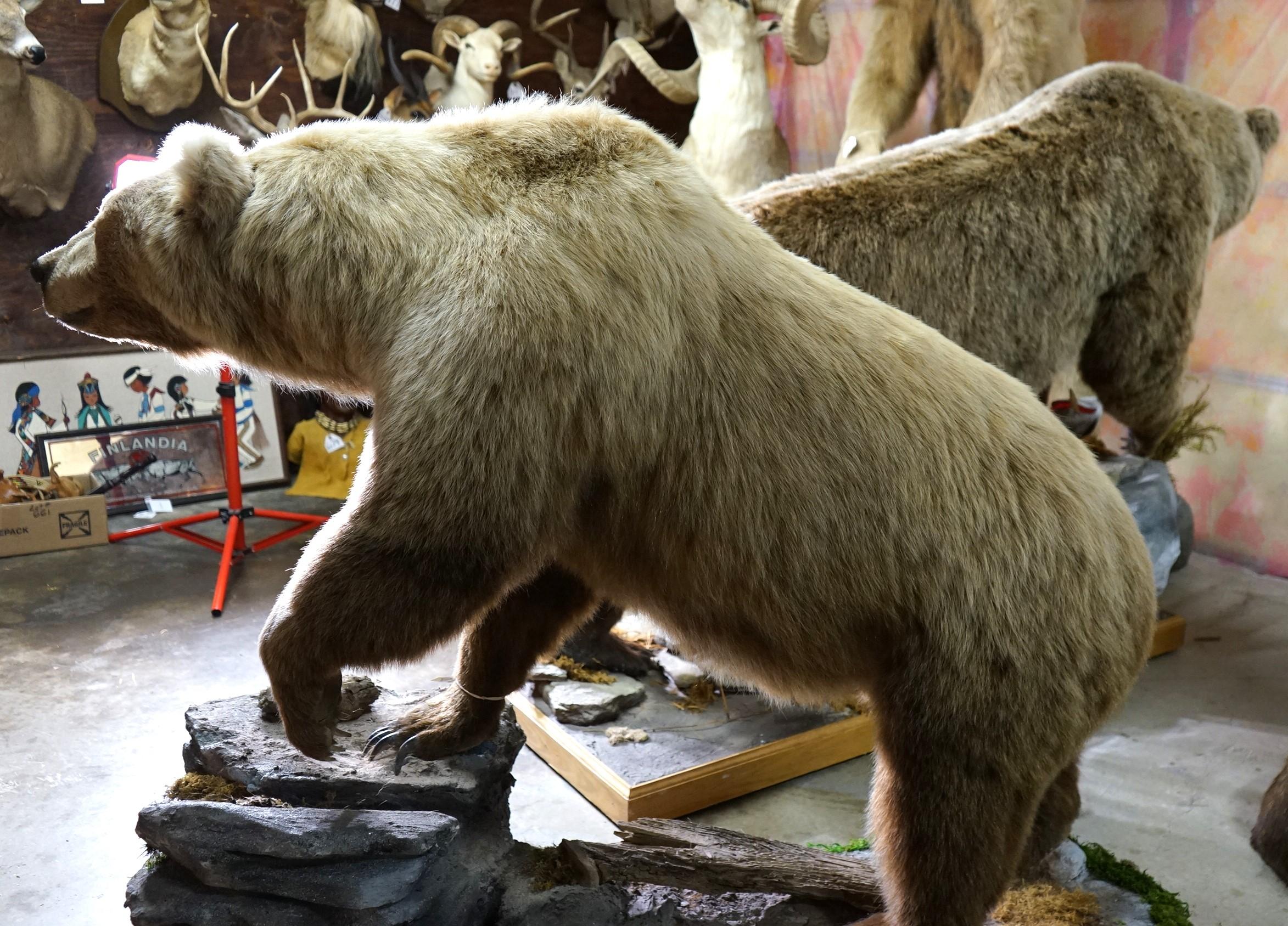 Full Body Walking Alaskan Brown Bear in Habitat Taxidermy Mount