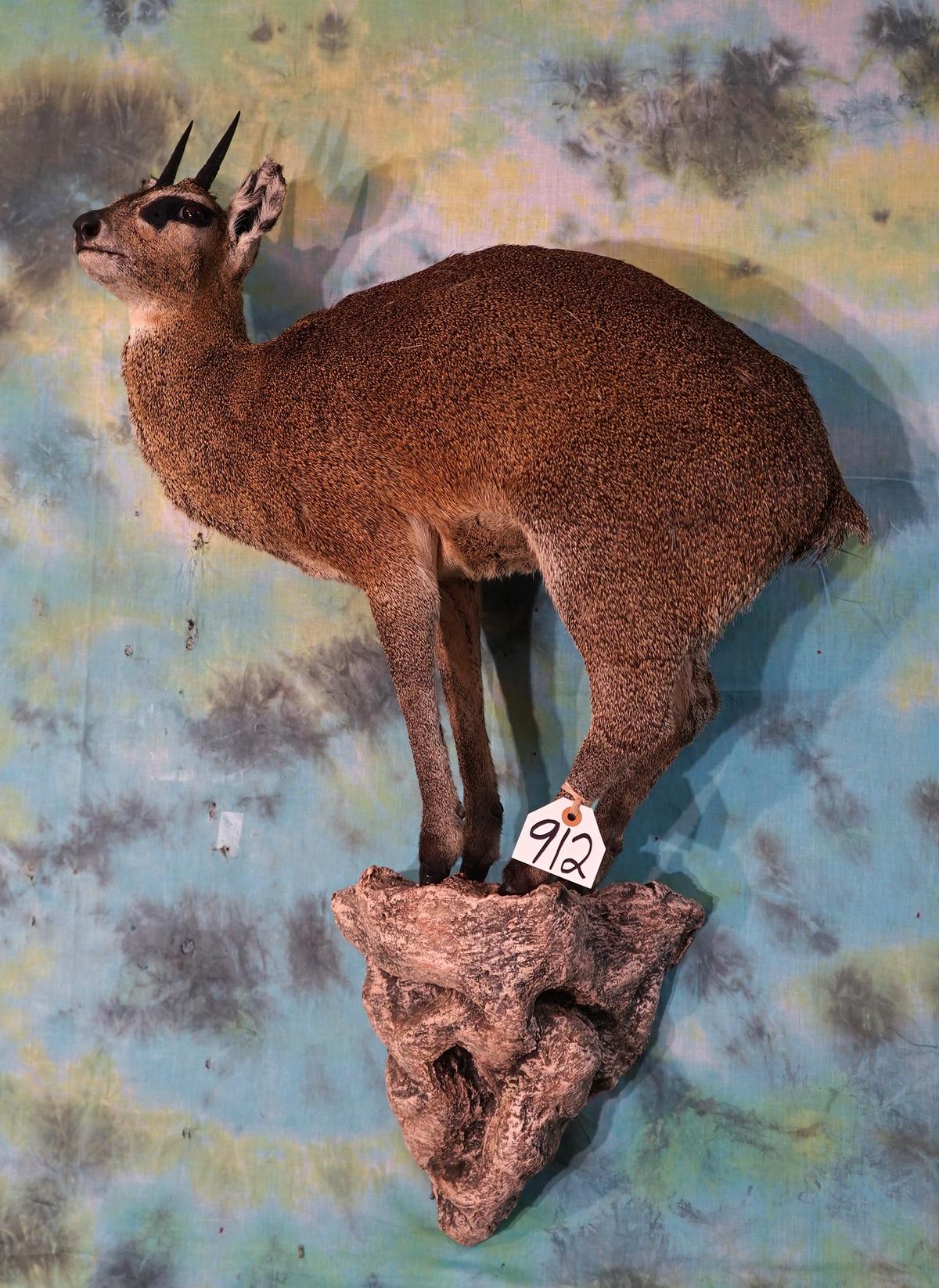 African Klipspringer Pygmy Antelope Full Body Mount Taxidermy