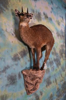 African Klipspringer Pygmy Antelope Full Body Mount Taxidermy