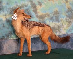 African Black Backed Jackal Taxidermy Mount