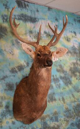 Barasingha Swamp Deer Shoulder Taxidermy Mount **Texas Residents Only!**