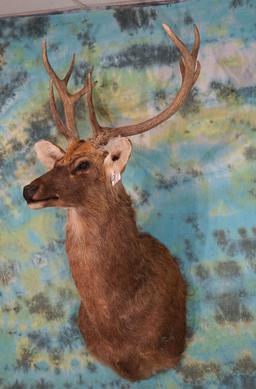 Barasingha Swamp Deer Shoulder Taxidermy Mount **Texas Residents Only!**