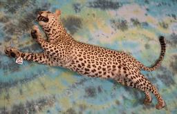 Beautiful Leaping Leopard Full Body Taxidermy Mount **Texas Residents Only!**