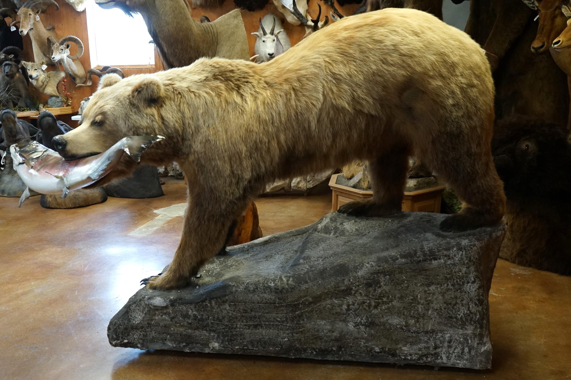 Alaskan Brown Bear with Salmon Full Body Taxidermy Mount in Habitat