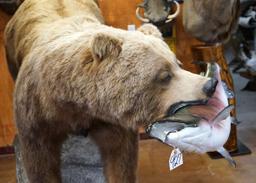 Alaskan Brown Bear with Salmon Full Body Taxidermy Mount in Habitat