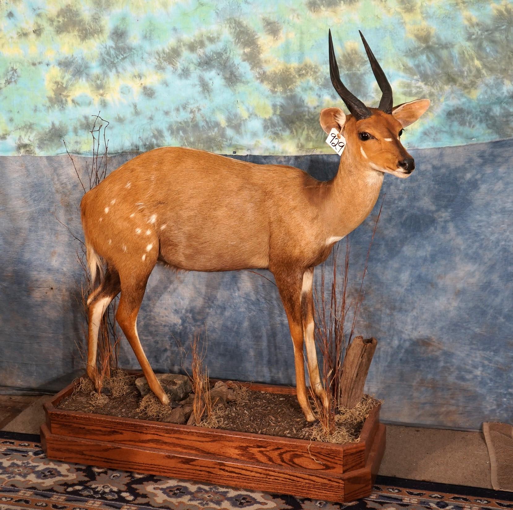 African Limpopo Bushbuck Antelope Taxidermy Mount