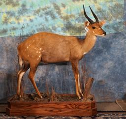 African Limpopo Bushbuck Antelope Taxidermy Mount