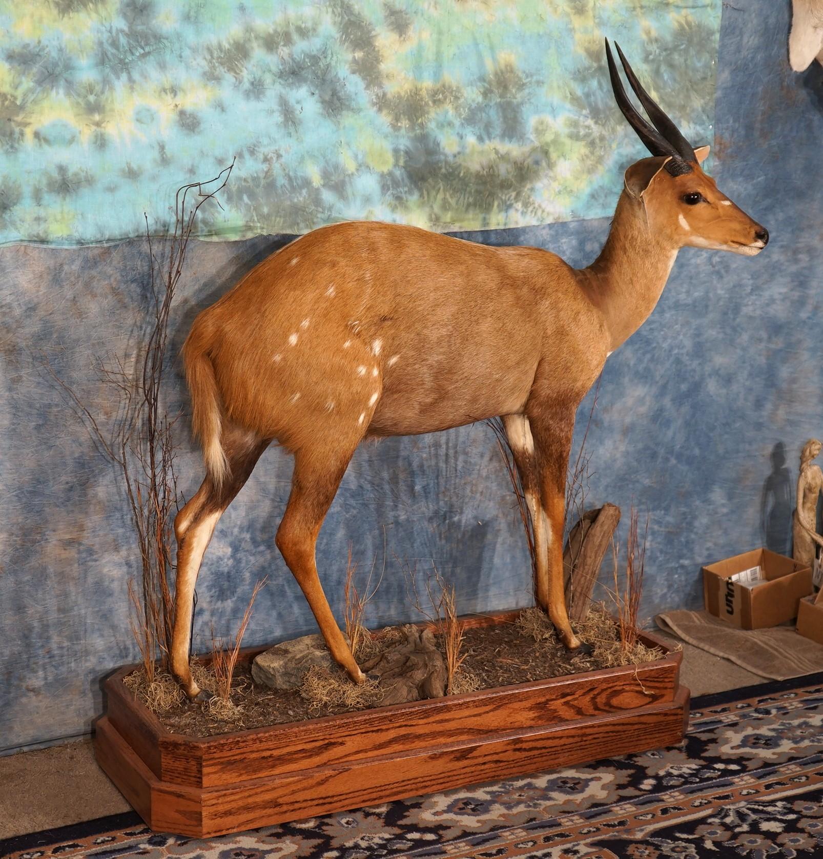 African Limpopo Bushbuck Antelope Taxidermy Mount