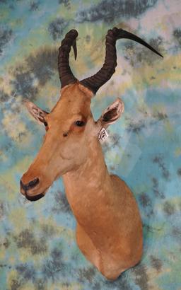 Record Book African Lelwel Hartebeest Shoulder Taxidermy Mount