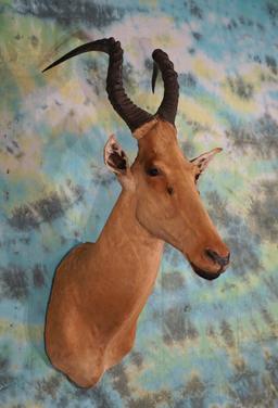 Record Book African Lelwel Hartebeest Shoulder Taxidermy Mount