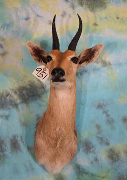 African Mountain Reedbuck Shoulder Taxidermy Mount