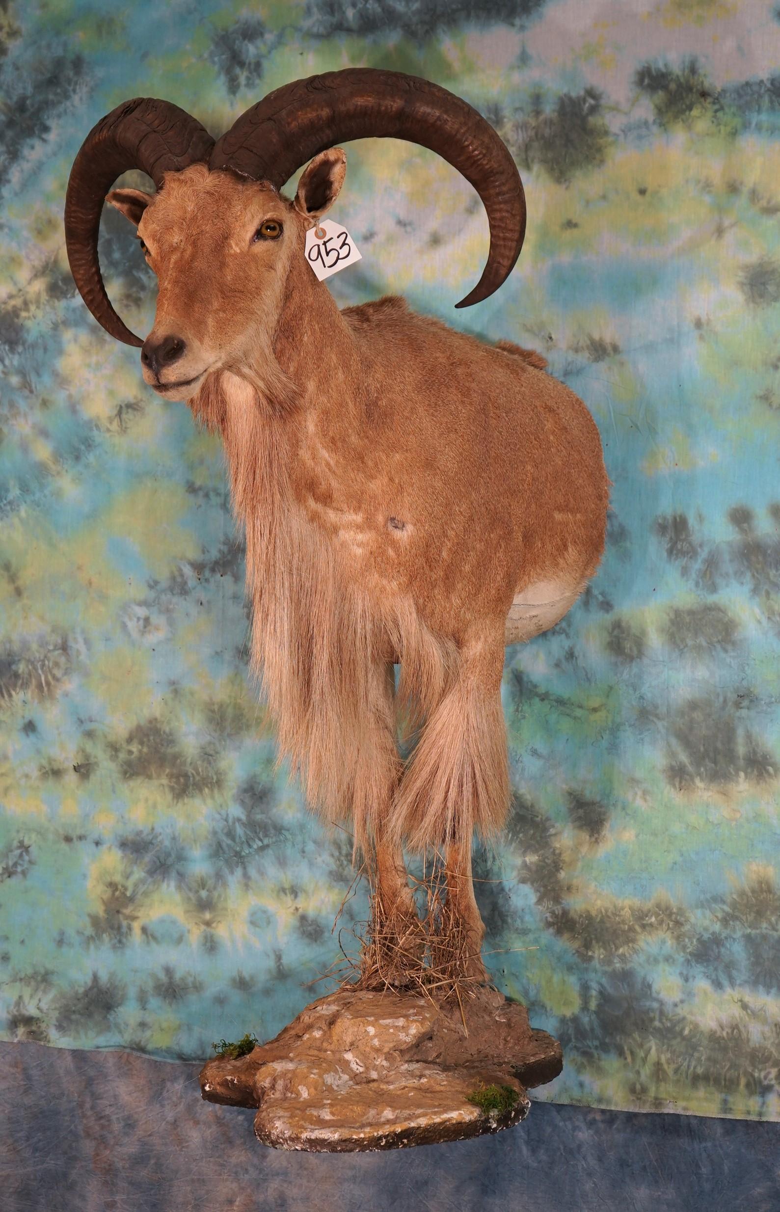 Half Body Aoudad Sheep Taxidermy Ram Mount