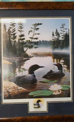 Framed Print of Loons