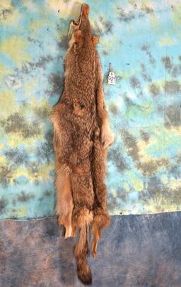 Tanned Coyote Full Tanned Skin Taxidermy