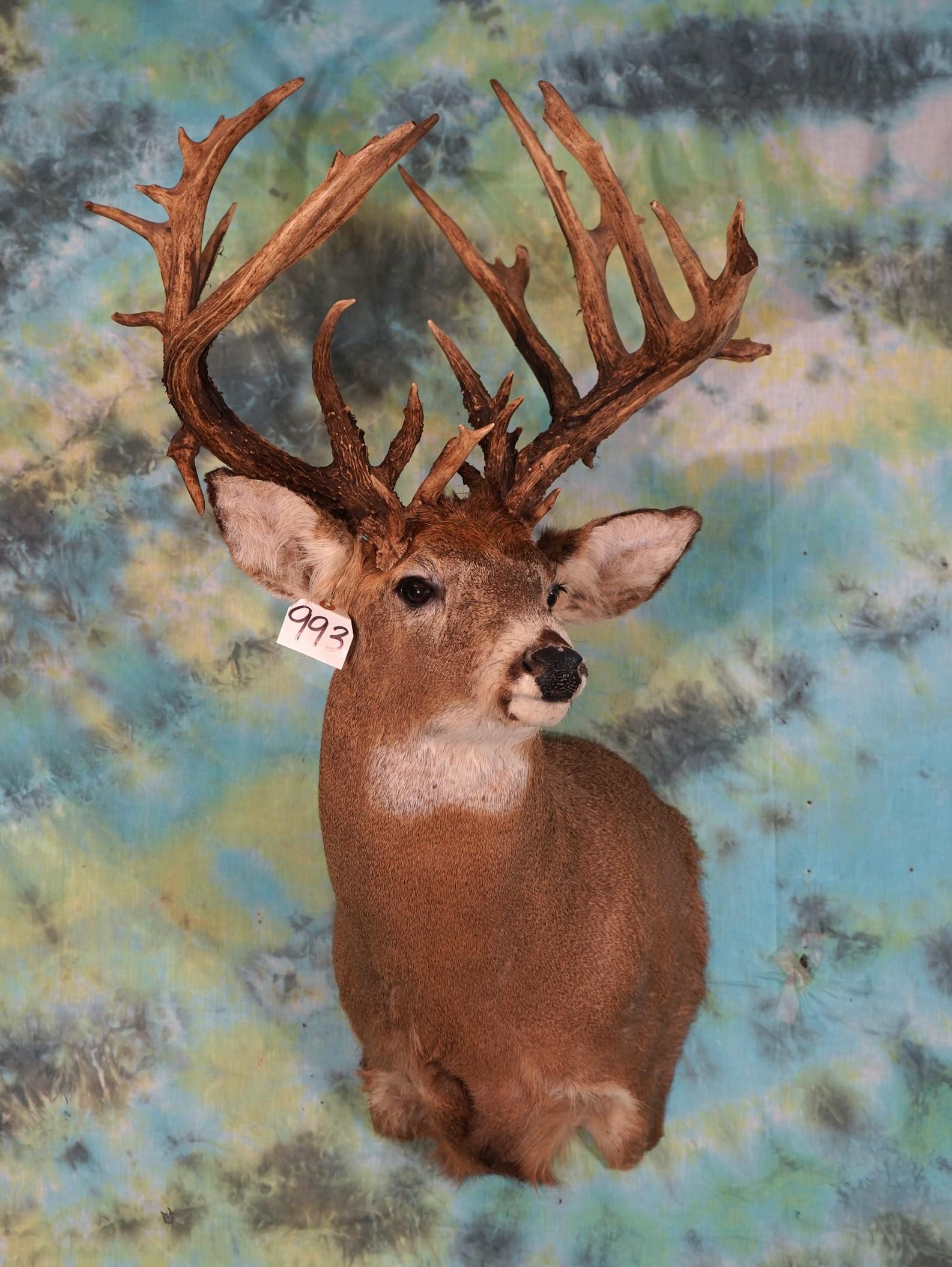 34pts. 285+ gross Whitetail Deer Shoulder Taxidermy Mount