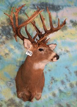 34pts. 285+ gross Whitetail Deer Shoulder Taxidermy Mount