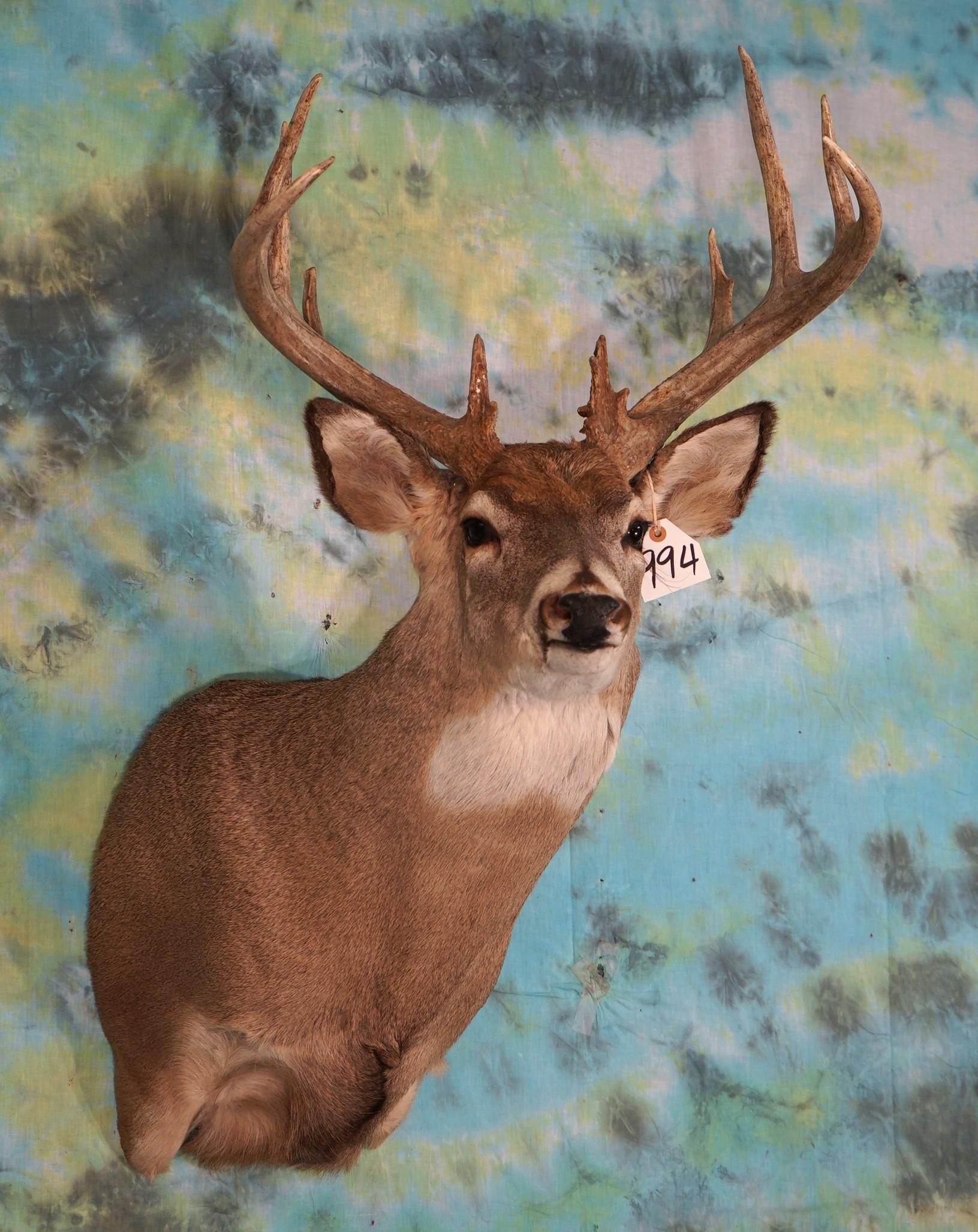 12pt. Ohio Whitetail Deer Shoulder Taxidermy Mount