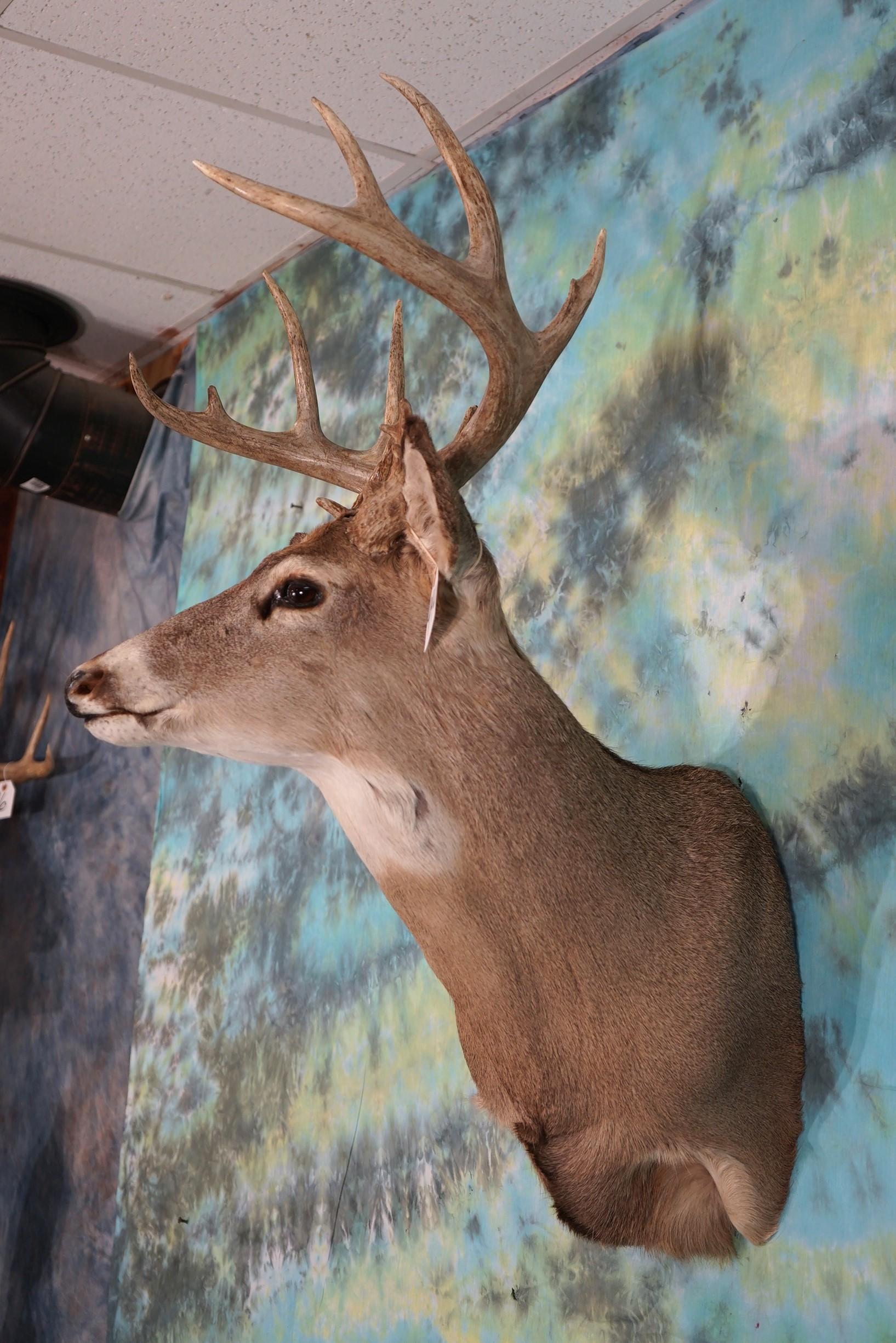 12pt. Ohio Whitetail Deer Shoulder Taxidermy Mount