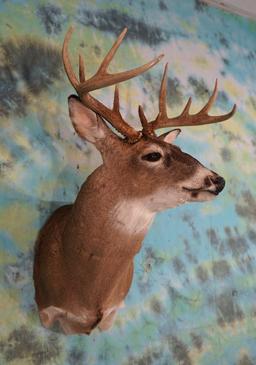 12pt. Texas Whitetail Deer Shoulder Taxidermy Mount