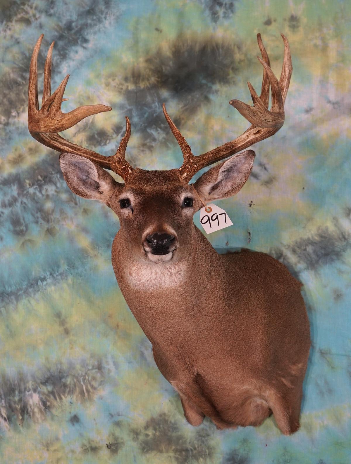 17pt. South Texas Whitetail Deer Shoulder Taxidermy Mount