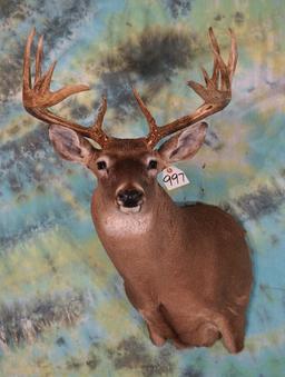 17pt. South Texas Whitetail Deer Shoulder Taxidermy Mount