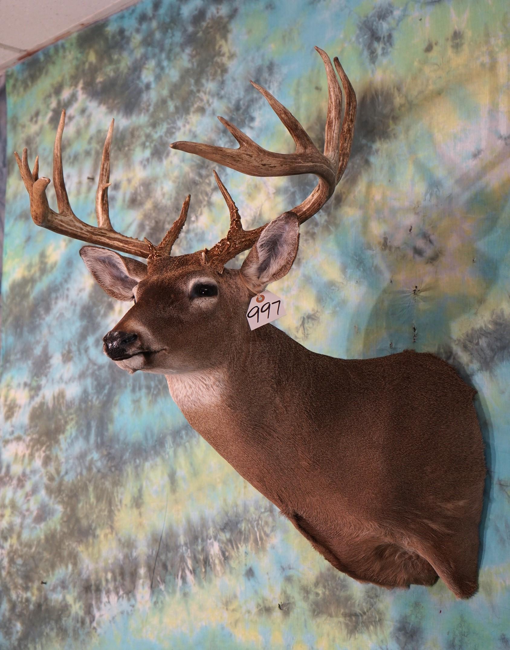 17pt. South Texas Whitetail Deer Shoulder Taxidermy Mount
